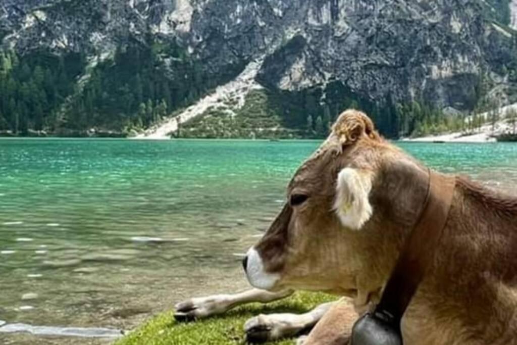 בראייס Relax Al Lago Di Braies מראה חיצוני תמונה